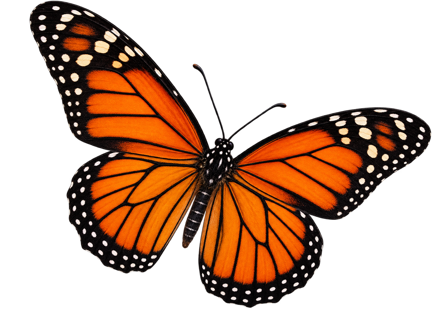 Reema Jilani Butterfly Logo